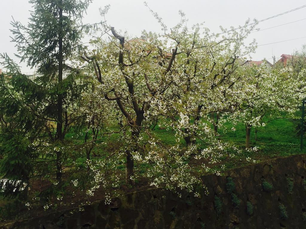 Pension Garofita Iasi Bagian luar foto